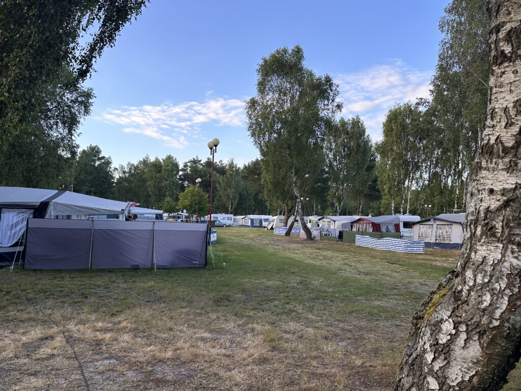 duzo brzoz na campingu biala mewa